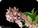 Epidendrum stamfordianum Pink Lip